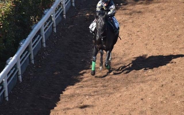 ジャスティンパレスなど、先週の入厩情報/栗東トレセンニュース