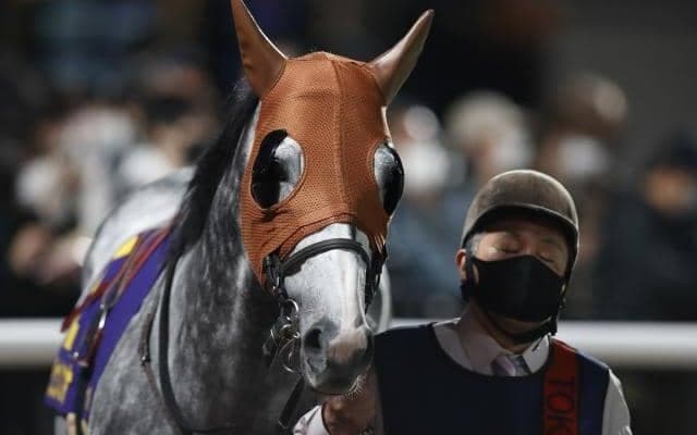 【カペラS予想オッズ】リュウノユキナが予想1番人気