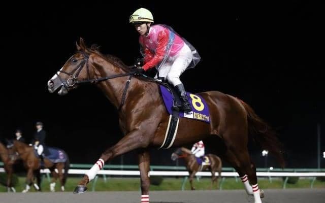 3歳馬ペイシャエスや古豪クリンチャーなどが出走 新装名古屋の長距離DG/名古屋グランプリ注目馬