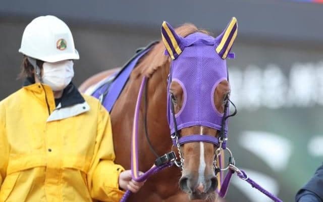 JpnI/GI馬3頭など12頭の重賞ウイナーが集結！ 今夜20時10分発走/大井・勝島王冠注目馬