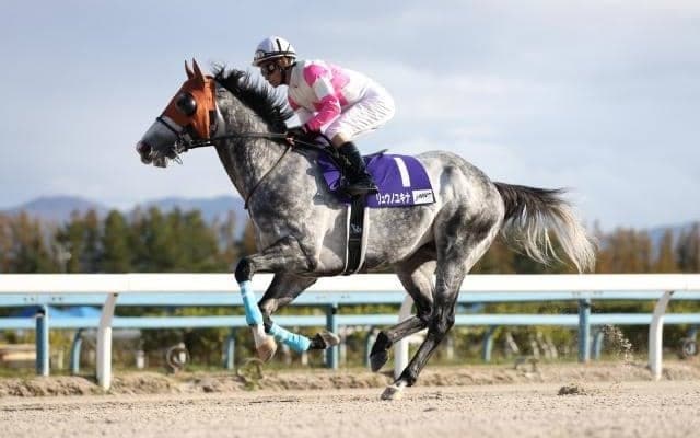 【カペラS出走馬・騎手確定】リュウノユキナ＆柴田善臣騎手、オメガレインボー＆岩田康誠騎手など16頭