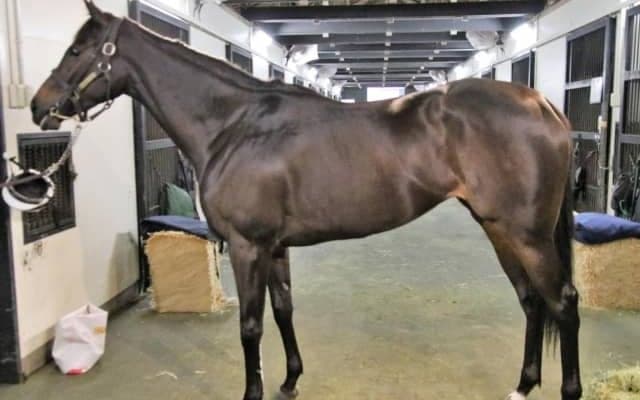 【JRA新馬戦】シーザリオの娘テンペストなどがデビュー