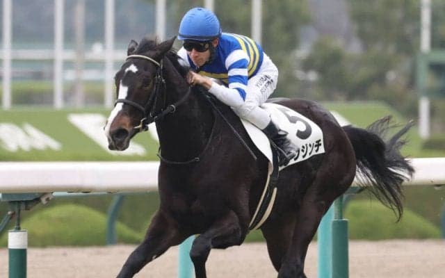 【新馬/阪神5R】良血トンジンチがデビューV！4馬身差逃げ切り
