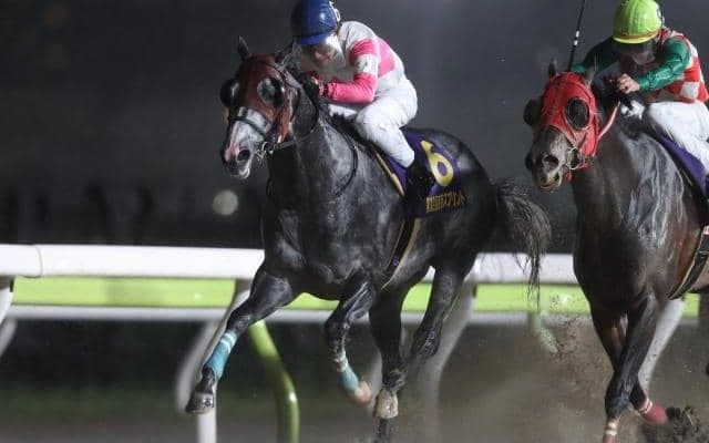 【カペラS前日オッズ】リュウノユキナが4.7倍で1番人気