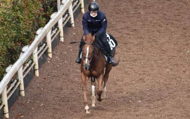 シンハリーズの2020など、先週の入厩情報/栗東トレセンニュース