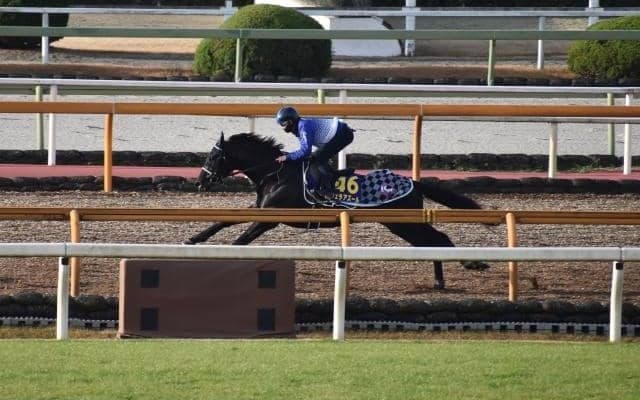 ヴェラアズール、有馬記念1週前追い切り速報/栗東トレセンニュース