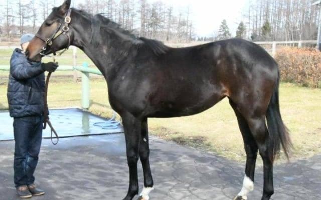 【JRA新馬戦】ダノンスマッシュの全弟ダノンプレジャーなどがデビュー