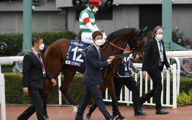 【JRA】現役引退のレイパパレに浅屈腱炎が判明 全治は9か月以上