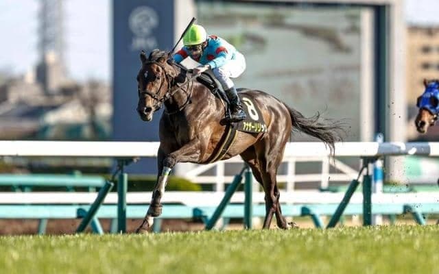 【ターコイズS予想】重賞格上げから7年 1番人気馬が苦戦傾向