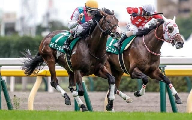 【朝日杯FS予想】馬体的には一枚上！ ダノンタッチダウンを凌ぐ勝ち負け必至の有力馬