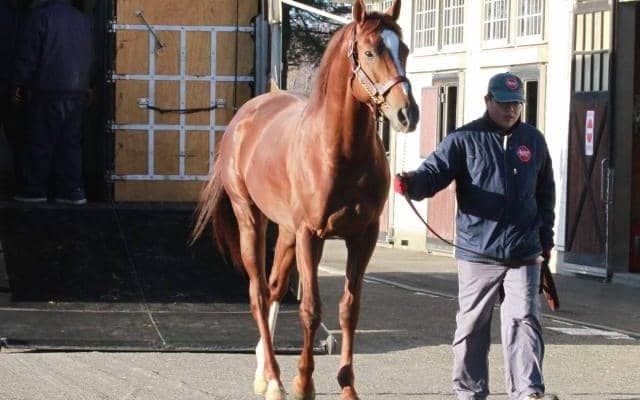 2019年南部杯覇者サンライズノヴァがアロースタッドに到着