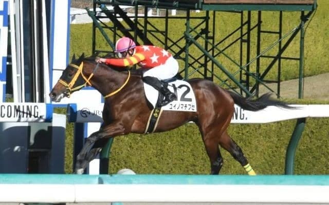 【阪神6R新馬戦結果】5番人気ユイノマチブセが7馬身差の圧勝