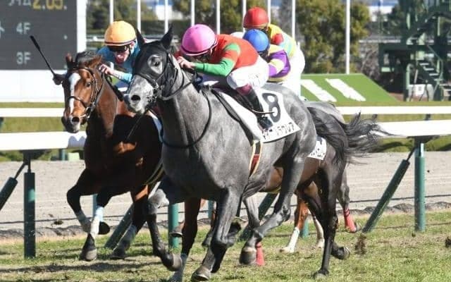 【阪神5R新馬戦結果】ゴールドシップ産駒マイネルラウレアがゴール寸前で差し切る