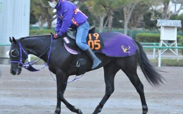 兄は年度代表馬エフフォーリア ペリファーニアが横山武史騎手でデビュー/関東馬メイクデビュー情報