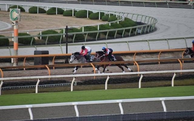 今週出走予定のテリオスカイ 父ミッキーアイル譲りのスピード/関西馬メイクデビュー情報