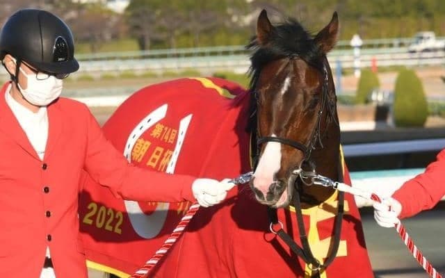 優秀な勝ち上がり率を誇る母 まだまだ大物が期待出来るアユサン