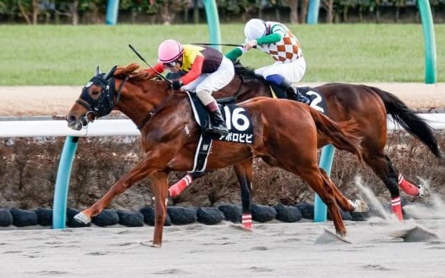 【浦和・ゴールドC枠順】1着賞金3100万円誇る年の瀬のビッグレース 地方転入2戦目を迎えるアポロビビは7枠7番