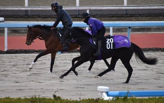オクタグラムなど、先週のゲート試験/栗東トレセンニュース