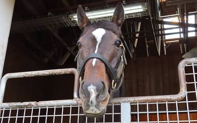 名馬から名種牡馬へ！ 父になったキタサンブラックの次なる夢