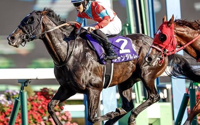 スプリンターズS覇者のジャンダルムが競走馬登録抹消 アロースタッドで種牡馬
