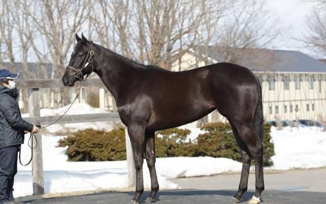 【JRA新馬戦】エフフォーリアの半妹ペリファーニアなどがデビュー