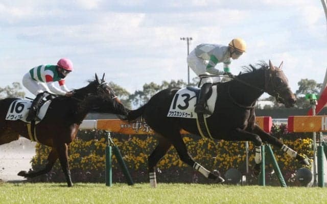 【新馬/中京5R】シャンハイボビー産駒 プウスカンドゥールがデビューV