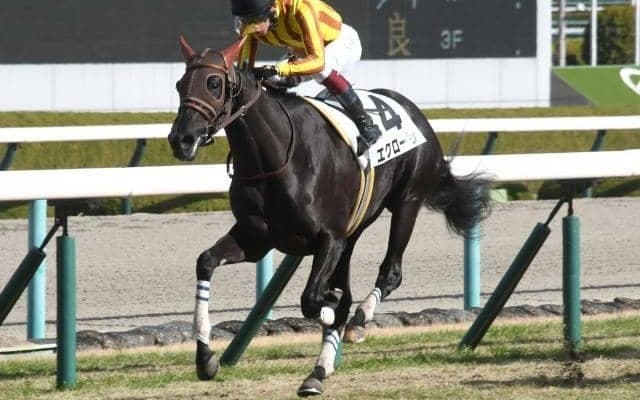 【阪神6R新馬戦結果】14番人気エクローサが内から抜け出て波乱