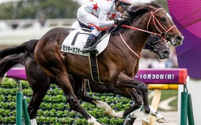 【ホープフルS枠順確定】ミッキーカプチーノは8枠18番、ガストリックは5枠10番