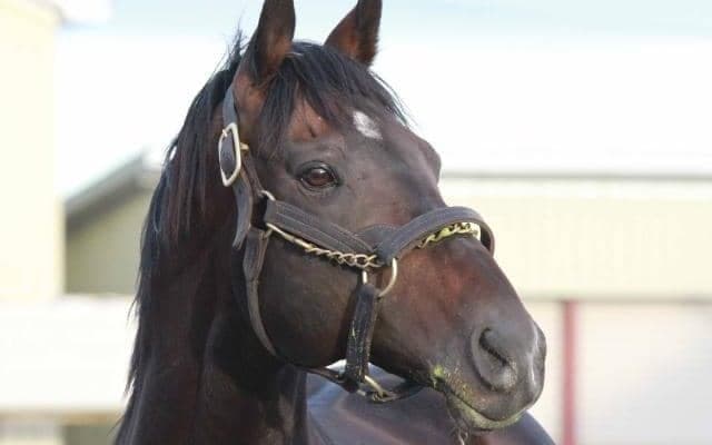 シャトル供用されていたサトノアラジンがニュージーランドから帰国 現地で重賞ウィナーを出し人気種牡馬に