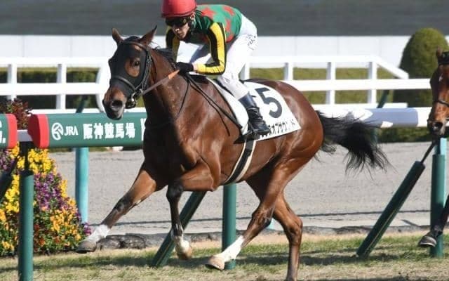 【阪神5R新馬戦結果】8番人気ランスオブサウンドが悠々抜け出す
