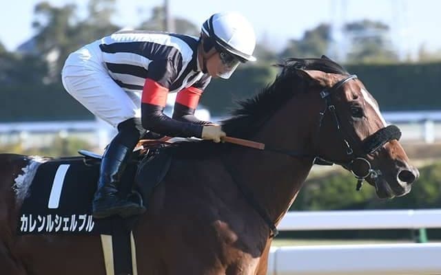 中山芝はダンジグ系を狙え！ 開幕日は金杯のカレンルシェルブルなど7頭がエントリー