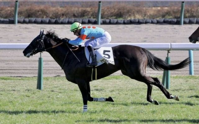 【中山6R】バシュロ騎乗 アヴニールドブリエがV