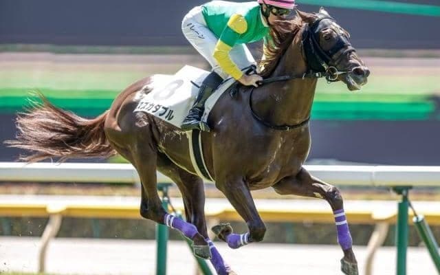 【シンザン記念展望】今年は少頭数の一戦、あの馬の巻き返しを期待したい