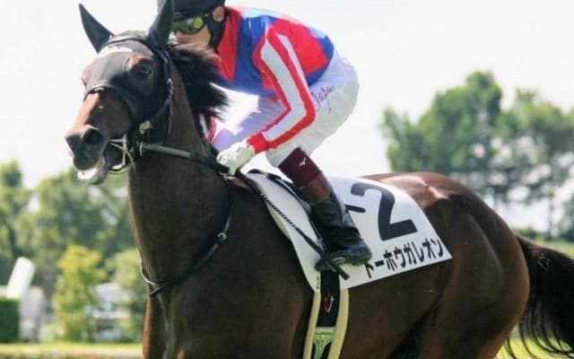 【シンザン記念予想】トーホウガレオンの完成度の高さに期待 少頭数でしっかり馬券にしたい一戦