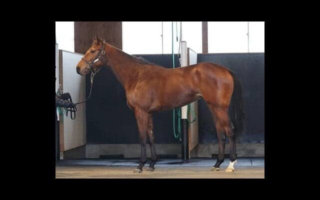 ワールドプレミアら優秀な兄を持つマンデヴィラは「軽いフットワークで走る点がいい」