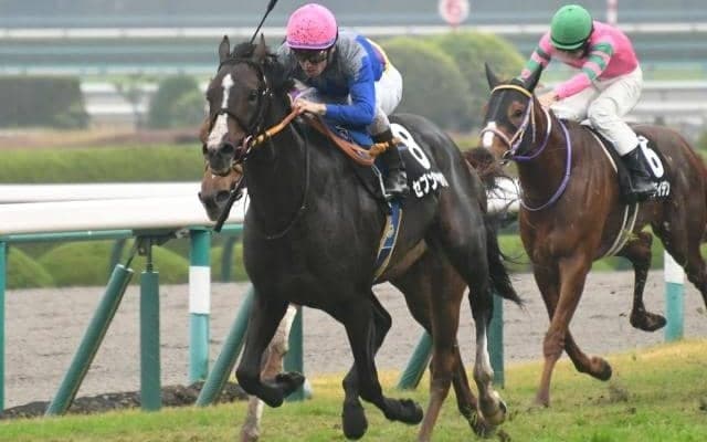 【京成杯出走馬・騎手確定】セブンマジシャン＆ルメール騎手、ソールオリエンス＆横山武史騎手など9頭