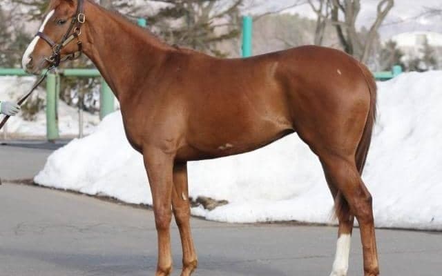 【JRA新馬戦】ヴィブロスの初仔ヴィンセドリスなどがデビュー