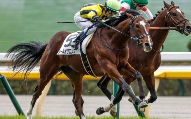 【京成杯枠順確定】セブンマジシャンは7枠7番、ソールオリエンスは4枠4番