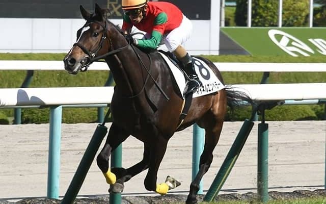 中山の芝はロベルト系などの評価上昇 土曜の馬場チェック