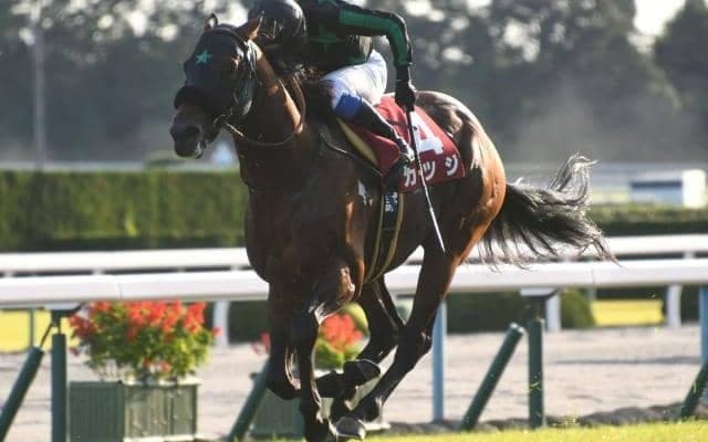 【JRA】重賞2勝のカツジが引退、今後は乗馬に