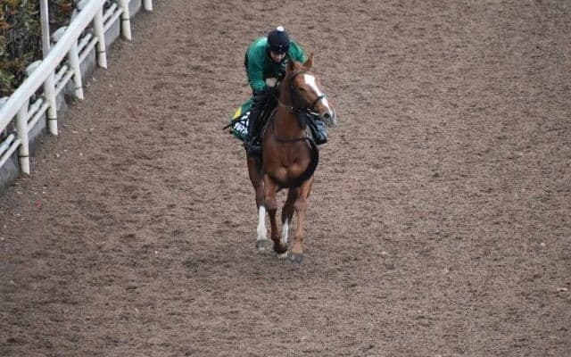 デルマソトガケなど、先週の入厩情報/栗東トレセンニュース