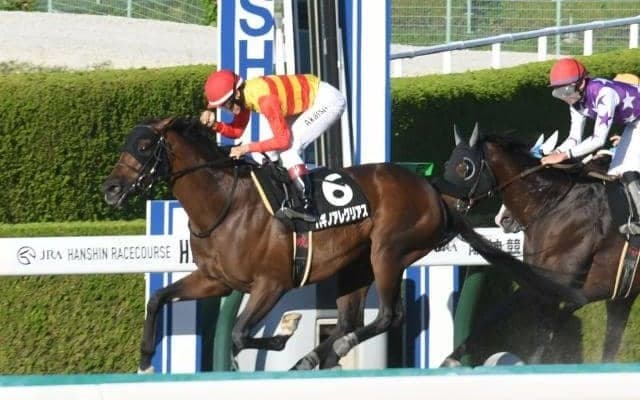 【東海S予想オッズ】ハギノアレグリアスが予想1番人気