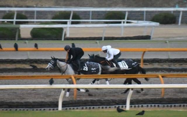 ナムラクレア、シルクロードS1週前追い切り速報/栗東トレセンニュース
