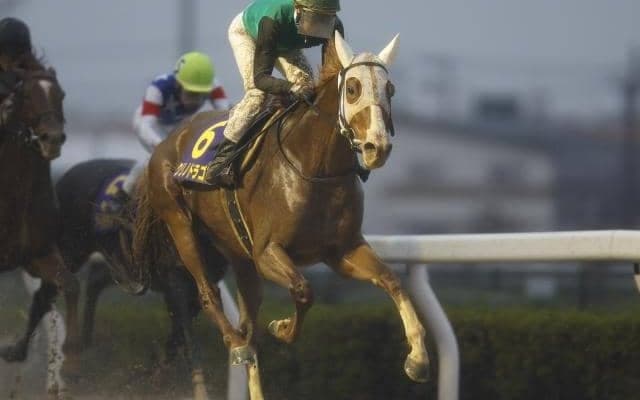 【東海S出走馬・騎手確定】ハギノアレグリアス＆川田将雅騎手、クリノドラゴン＆武豊騎手など15頭