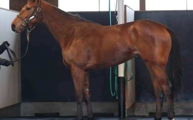 【JRA新馬戦】ヴェルトライゼンデの半妹マンデヴィラなどがデビュー