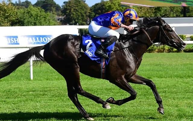 ディープ最終世代の英G1馬は2000ギニーで4連勝狙う 名伯楽A.オブライエン師が言及