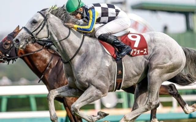 【AJCC枠順確定】ガイアフォースは6枠10番、エピファニーは7枠11番