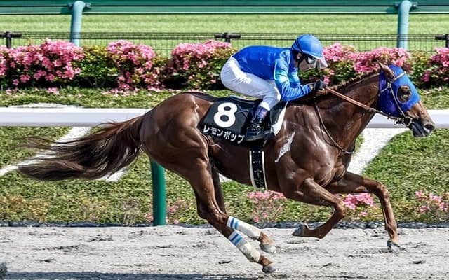 【根岸S想定騎手】レモンポップは戸崎圭太騎手、ギルデッドミラーは三浦皇成騎手