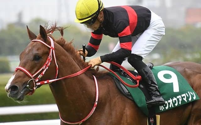 【根岸S】初ダートのホウオウアマゾン 20年Vの先輩モズアスコットに続けるか