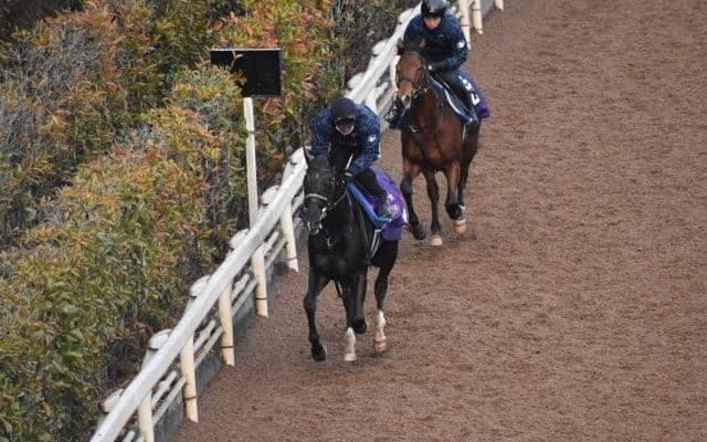 キラーアビリティなど、先週の入厩情報/栗東トレセンニュース